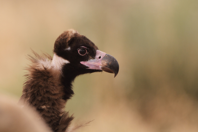 Vautour moine (Aegypius monachus)